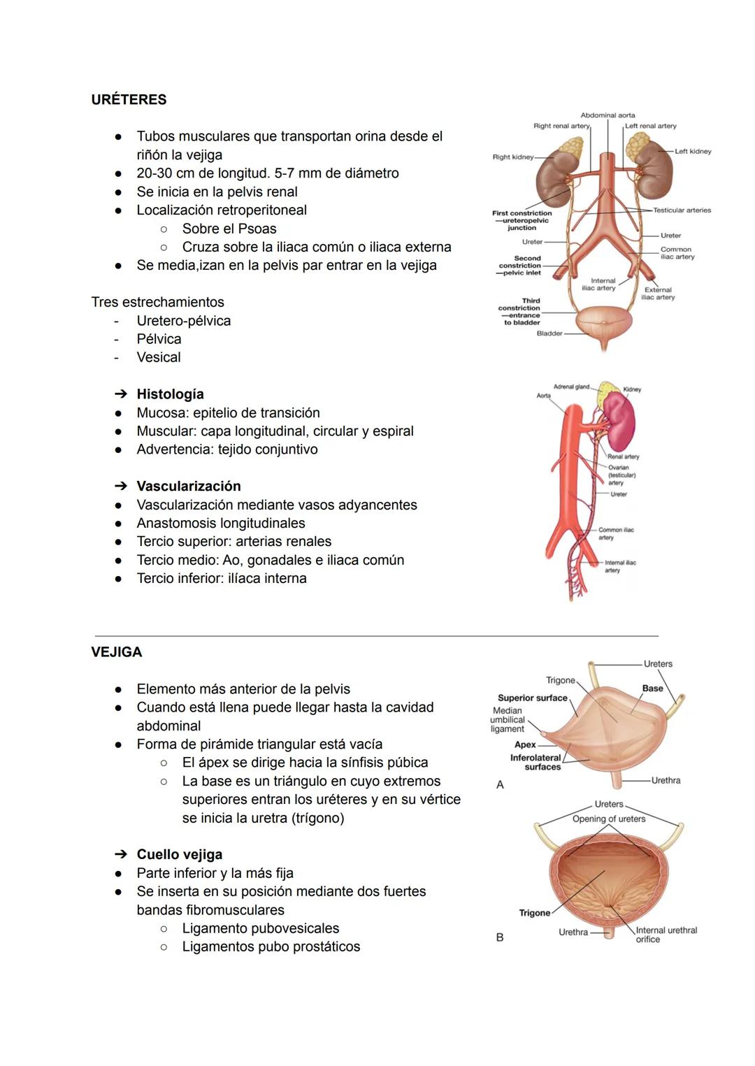 D
RIÑONES
TEMA 27: APARATO URINARIO
Forma de judía
Retroperitoneales
Lateral a la columna vertebral
Derecho algo inferior al izquierdo
→ Rel