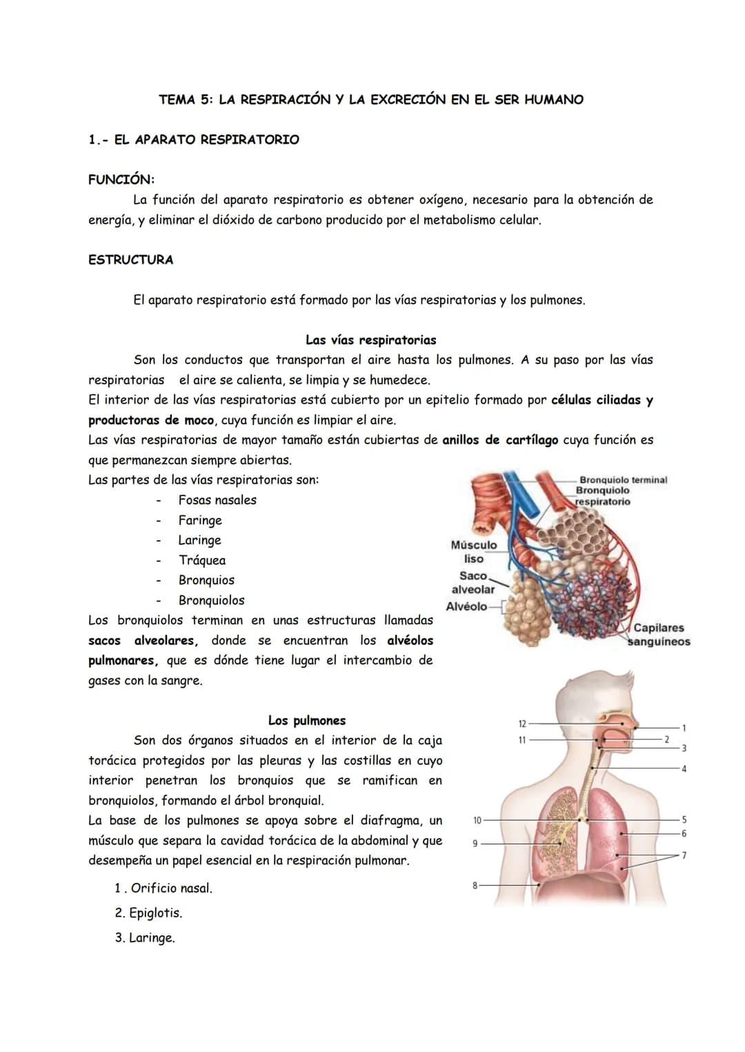 TEMA 5: LA RESPIRACIÓN Y LA EXCRECIÓN EN EL SER HUMANO
1.- EL APARATO RESPIRATORIO
FUNCIÓN:
La función del aparato respiratorio es obtener o