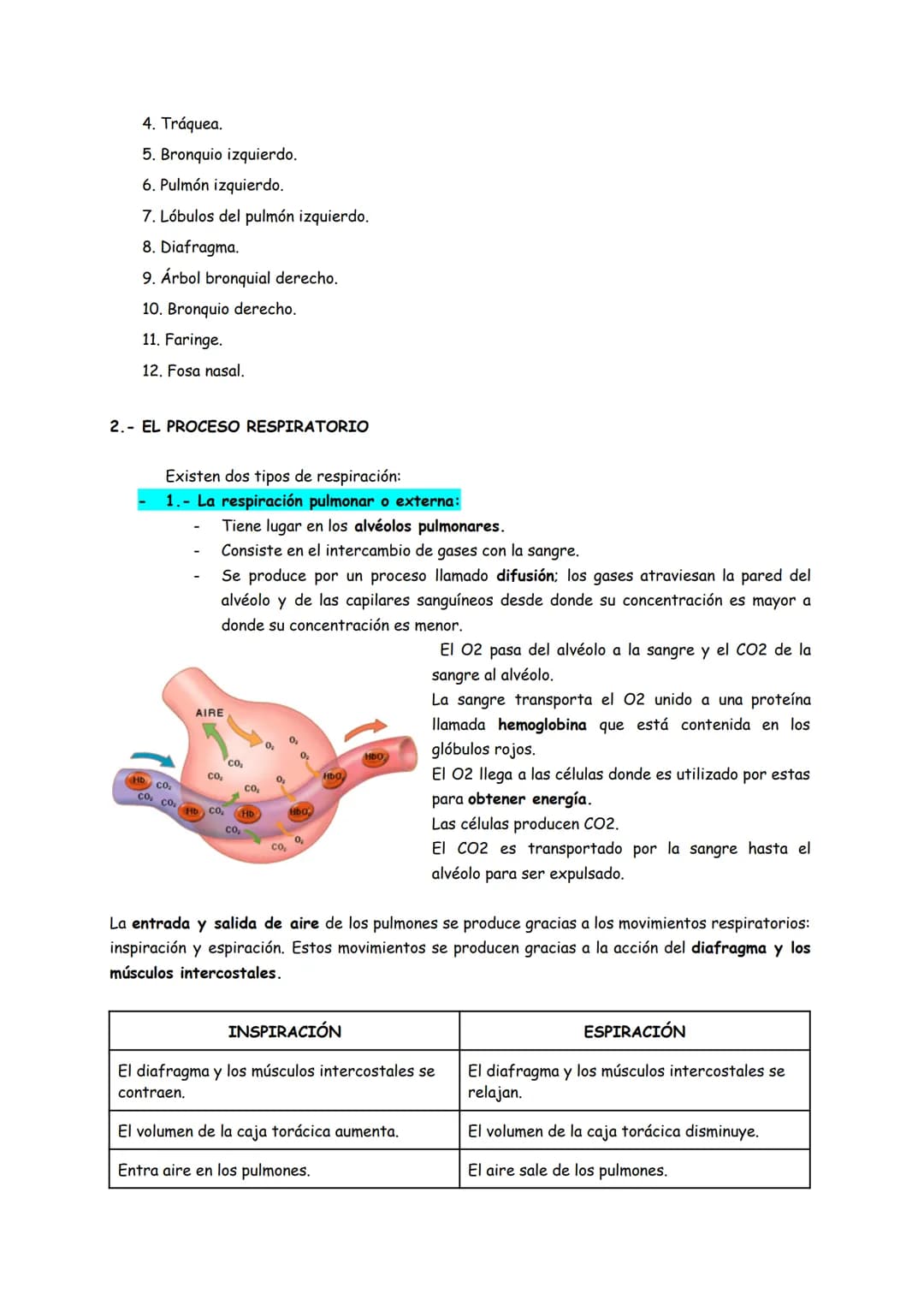 TEMA 5: LA RESPIRACIÓN Y LA EXCRECIÓN EN EL SER HUMANO
1.- EL APARATO RESPIRATORIO
FUNCIÓN:
La función del aparato respiratorio es obtener o