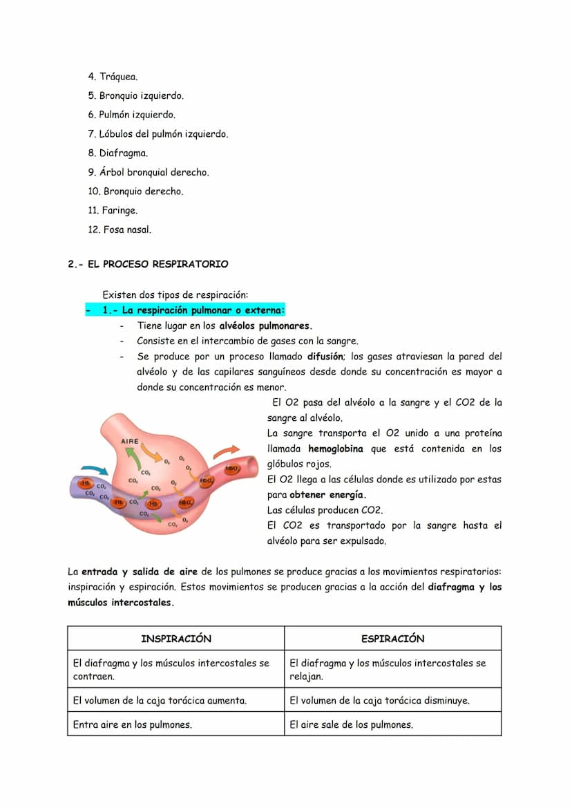 TEMA 5: LA RESPIRACIÓN Y LA EXCRECIÓN EN EL SER HUMANO
1.- EL APARATO RESPIRATORIO
FUNCIÓN:
La función del aparato respiratorio es obtener o