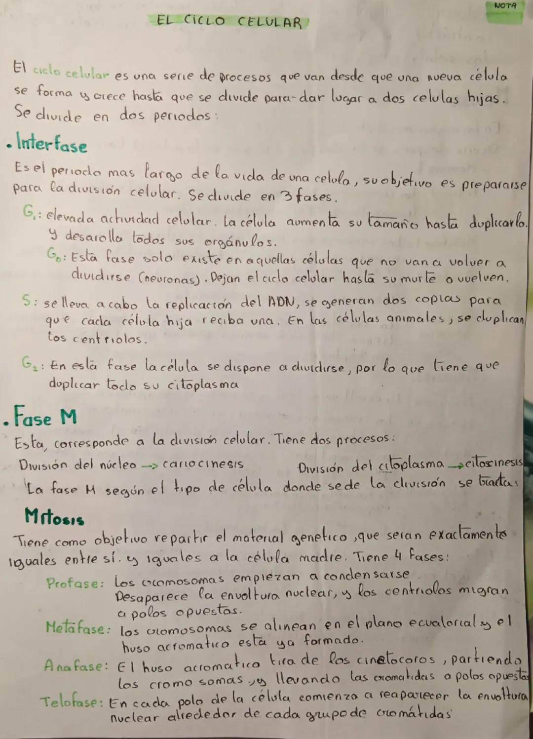 NOTA
EL CICLO CELULAR
El ciclo celular es una serie de procesos que van desde que una nueva célula
se forma y crece hasta que se divide para