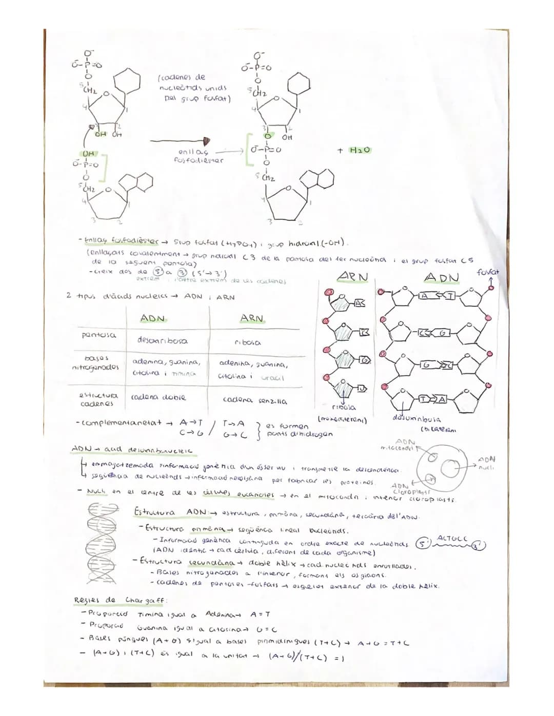 
<p>Nucleic acids are organic biomolecules composed of carbon, hydrogen, oxygen, nitrogen, and phosphorus. They are essential substances fou