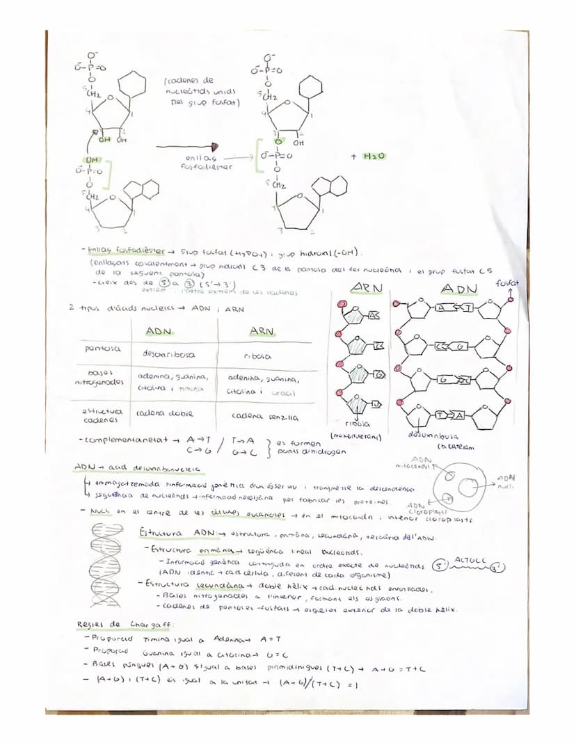 
<p>Nucleic acids are organic biomolecules composed of carbon, hydrogen, oxygen, nitrogen, and phosphorus. They are essential substances fou