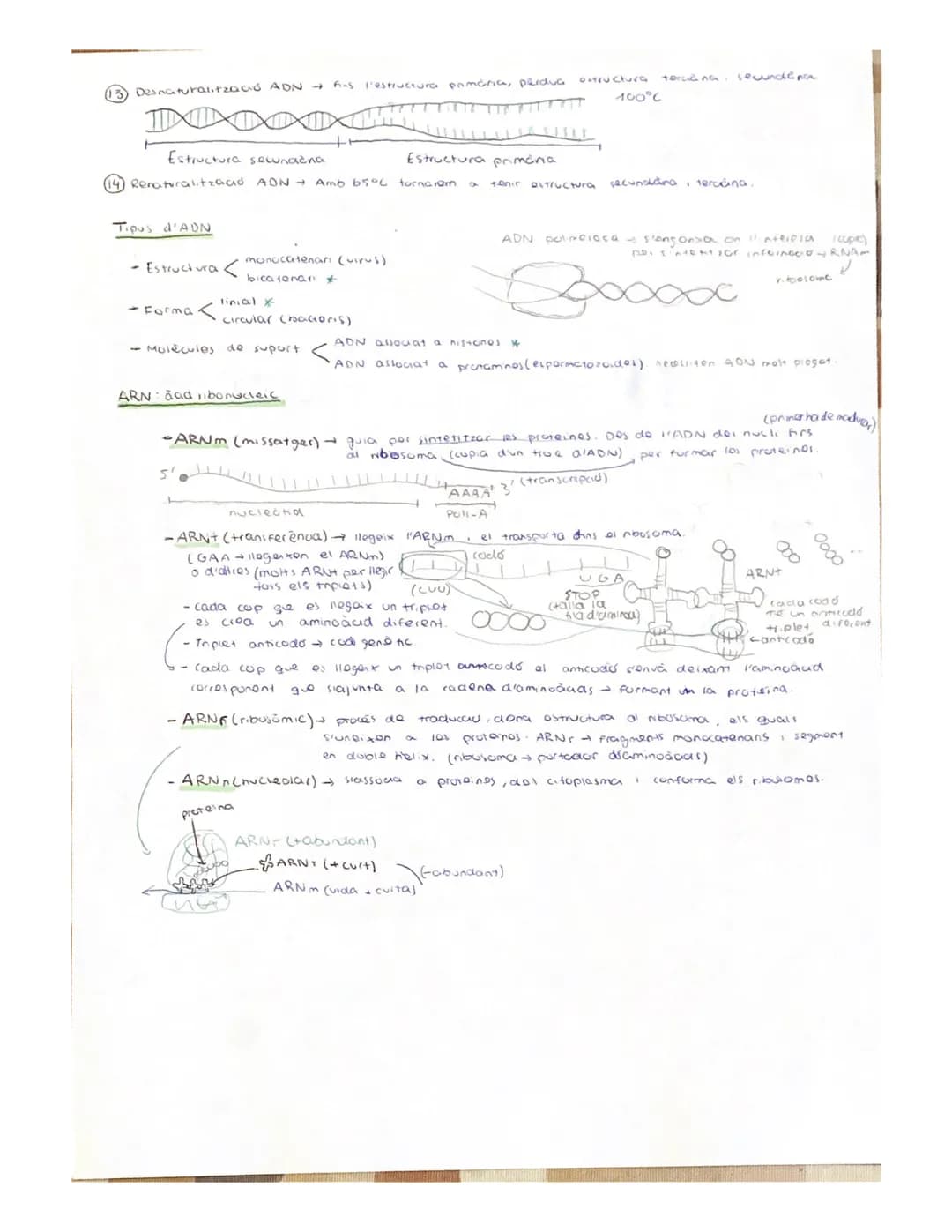 
<p>Nucleic acids are organic biomolecules composed of carbon, hydrogen, oxygen, nitrogen, and phosphorus. They are essential substances fou