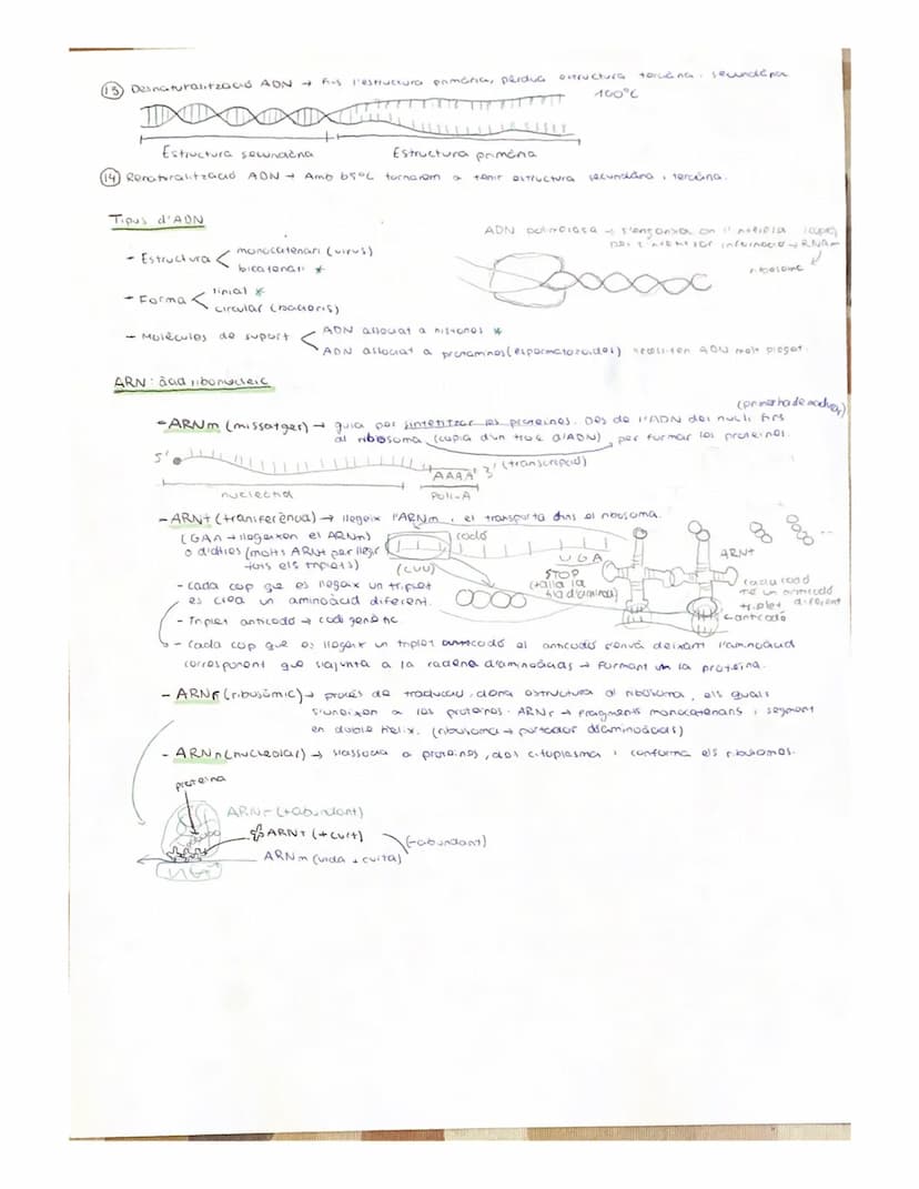 
<p>Nucleic acids are organic biomolecules composed of carbon, hydrogen, oxygen, nitrogen, and phosphorus. They are essential substances fou