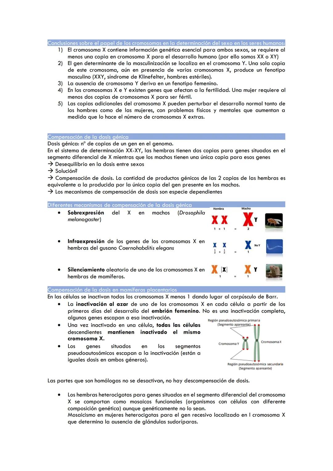 TEMA 3. HERENCIA LIGADA AL SEXO
La herencia en relación con el sexo
O Genes situados en el segmento diferencial del cromosoma X
Genes situad