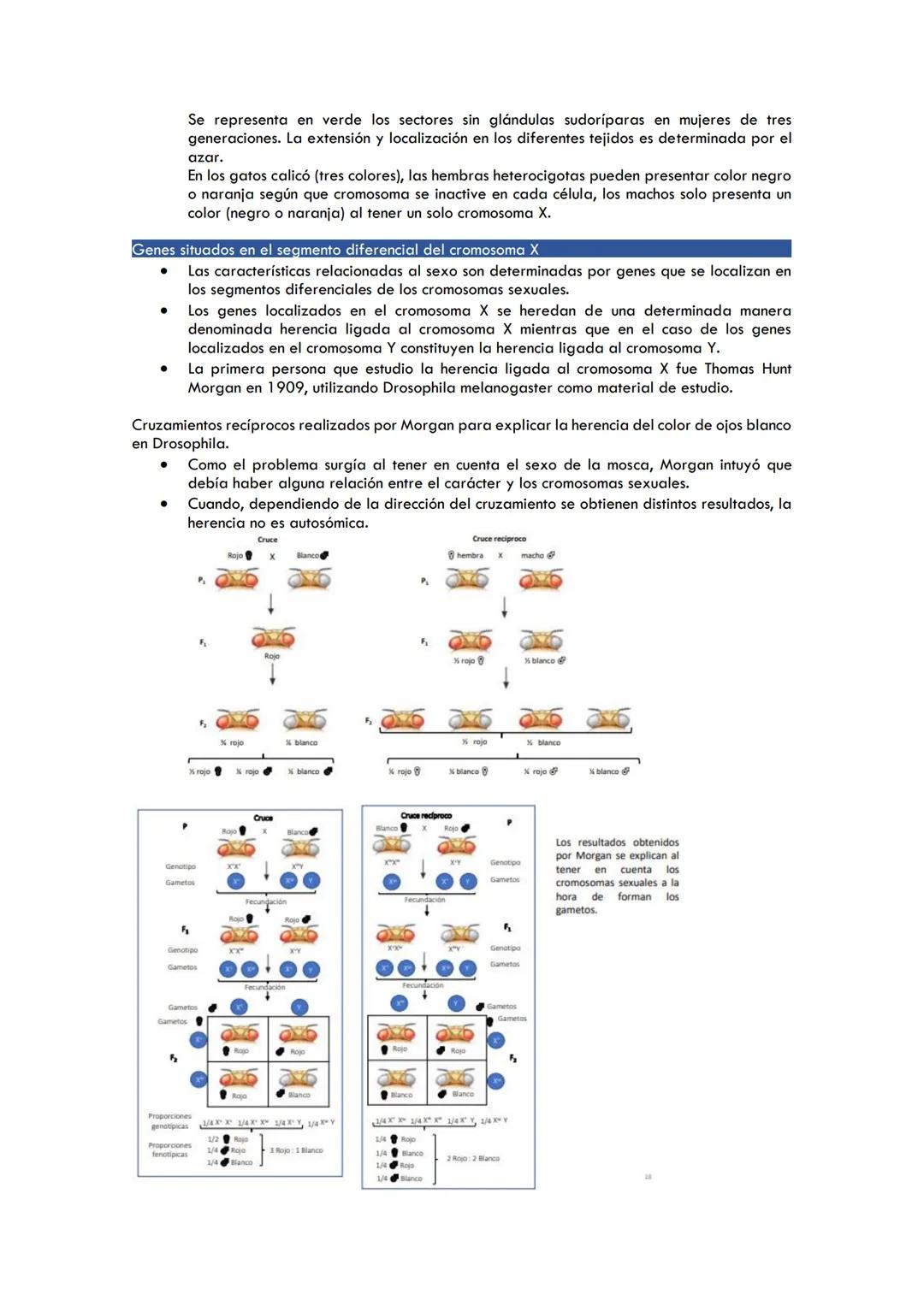 TEMA 3. HERENCIA LIGADA AL SEXO
La herencia en relación con el sexo
O Genes situados en el segmento diferencial del cromosoma X
Genes situad
