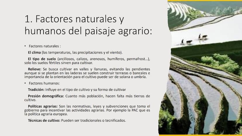 
<p>El Sector Primario se refiere a aquellas actividades económicas que tienen como objetivo principal la extracción y producción de materia