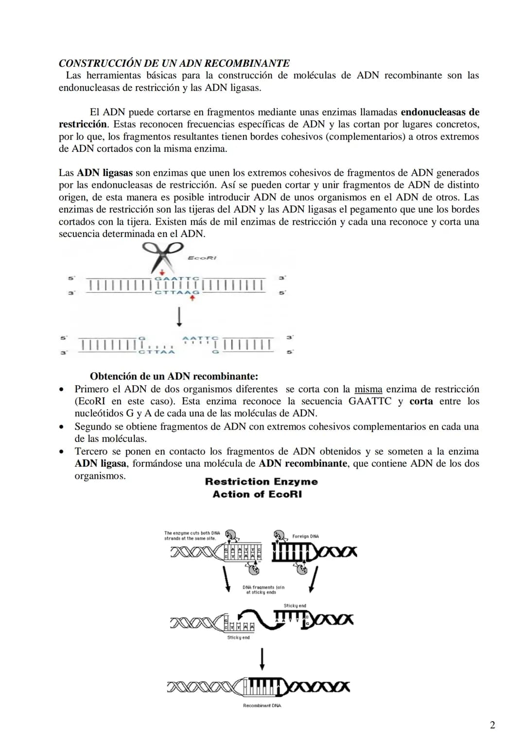 TEMA 9: BIOTECNOLOGÍA
- Concepto de biotecnología.
- Concepto de organismo transgénico (concepto de transgén).
- Construcción de un ADN reco