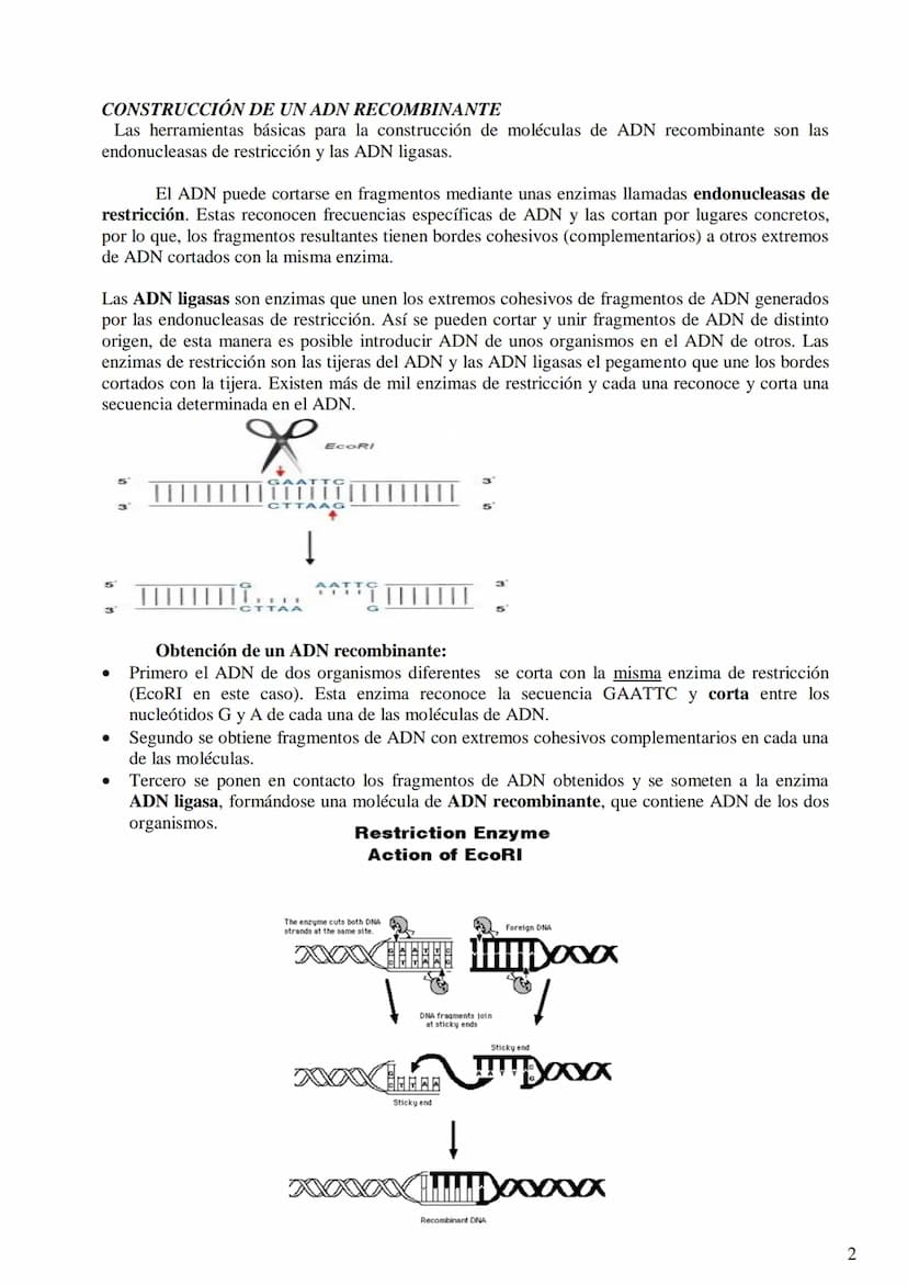 TEMA 9: BIOTECNOLOGÍA
- Concepto de biotecnología.
- Concepto de organismo transgénico (concepto de transgén).
- Construcción de un ADN reco