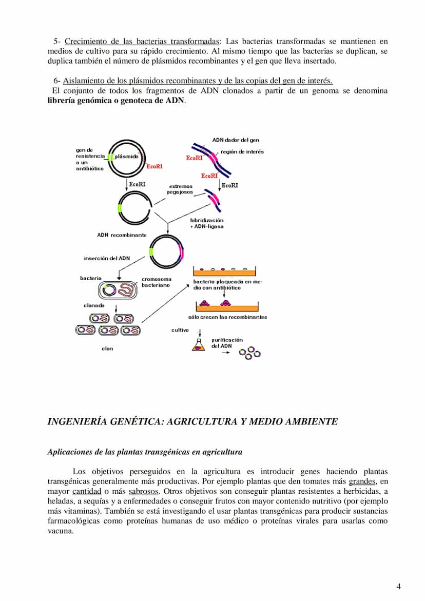 TEMA 9: BIOTECNOLOGÍA
- Concepto de biotecnología.
- Concepto de organismo transgénico (concepto de transgén).
- Construcción de un ADN reco