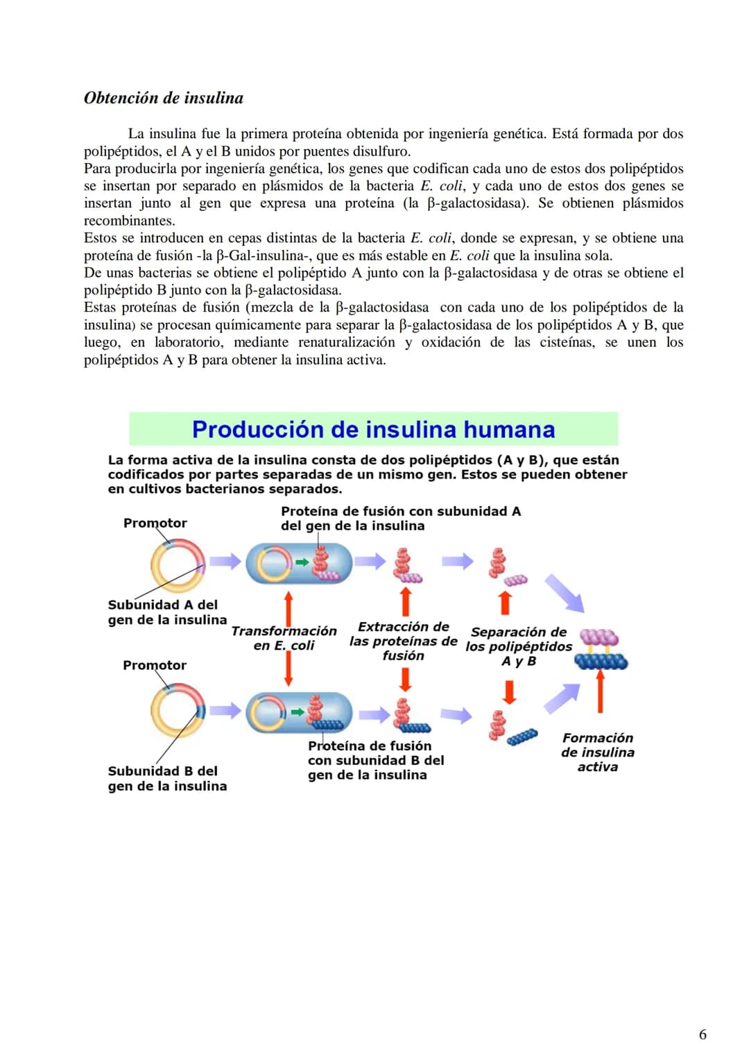 TEMA 9: BIOTECNOLOGÍA
- Concepto de biotecnología.
- Concepto de organismo transgénico (concepto de transgén).
- Construcción de un ADN reco