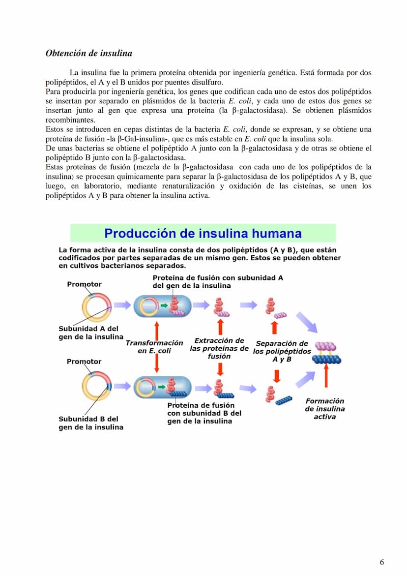 TEMA 9: BIOTECNOLOGÍA
- Concepto de biotecnología.
- Concepto de organismo transgénico (concepto de transgén).
- Construcción de un ADN reco