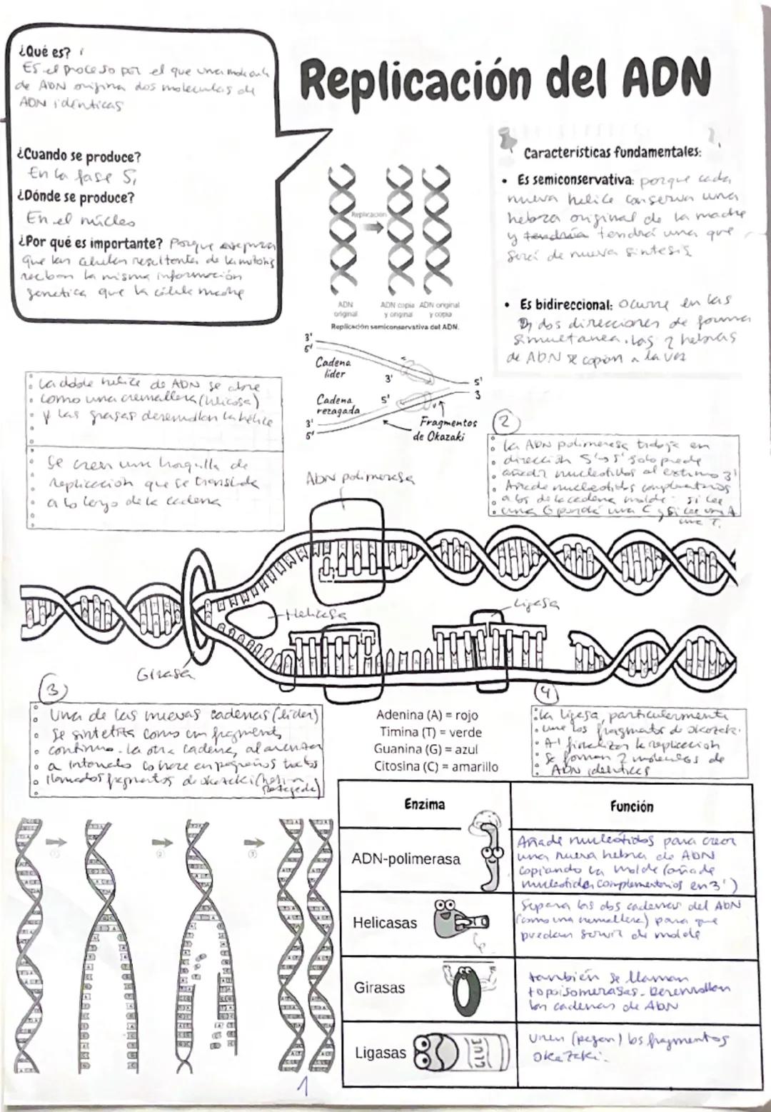 --- OCR Start ---
¿Qué es?
Es el proceso por el que una molécula
de ADN origina dos moléculas de
ADN idénticas
¿Cuándo se produce?
En la fas
