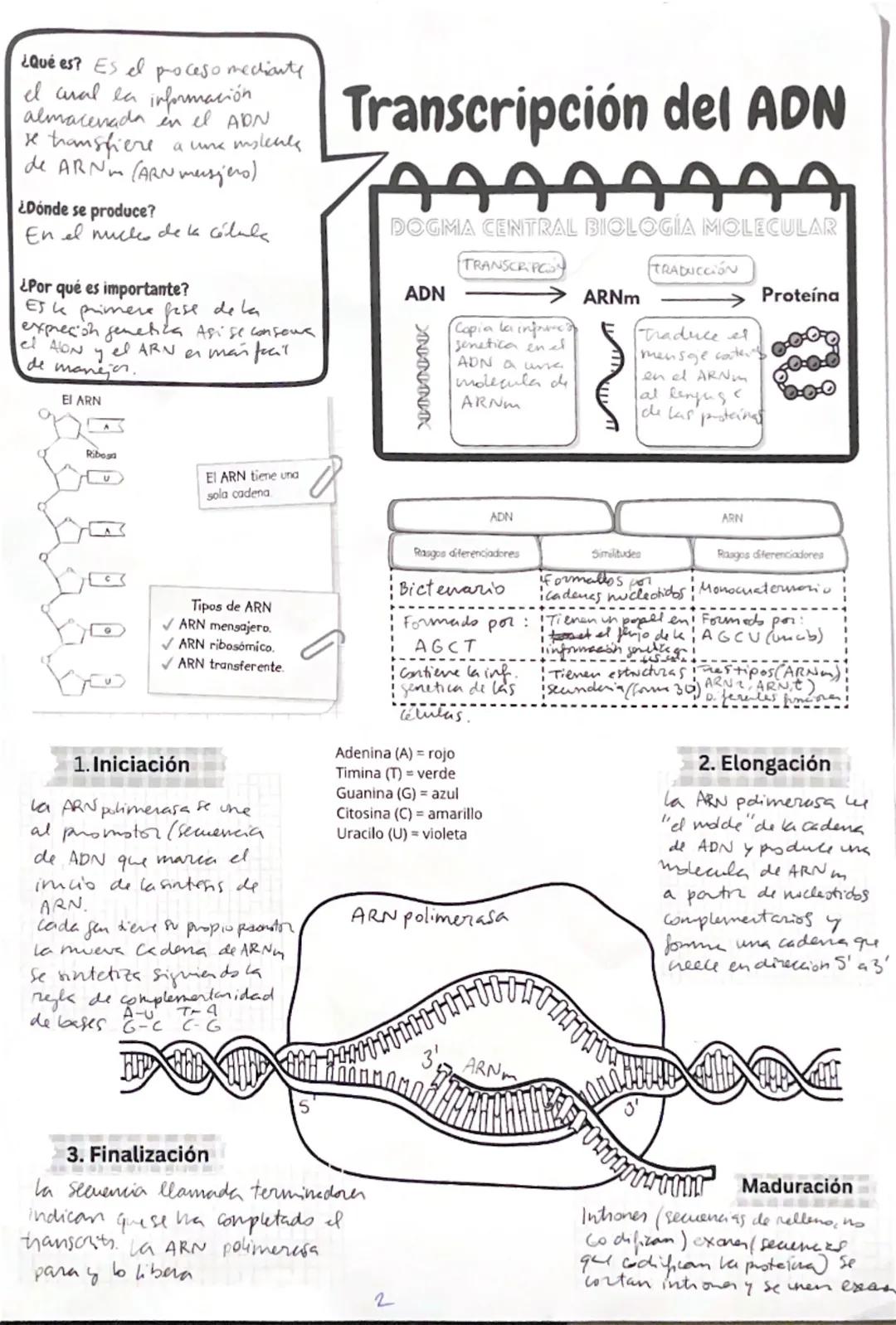 --- OCR Start ---
¿Qué es?
Es el proceso por el que una molécula
de ADN origina dos moléculas de
ADN idénticas
¿Cuándo se produce?
En la fas