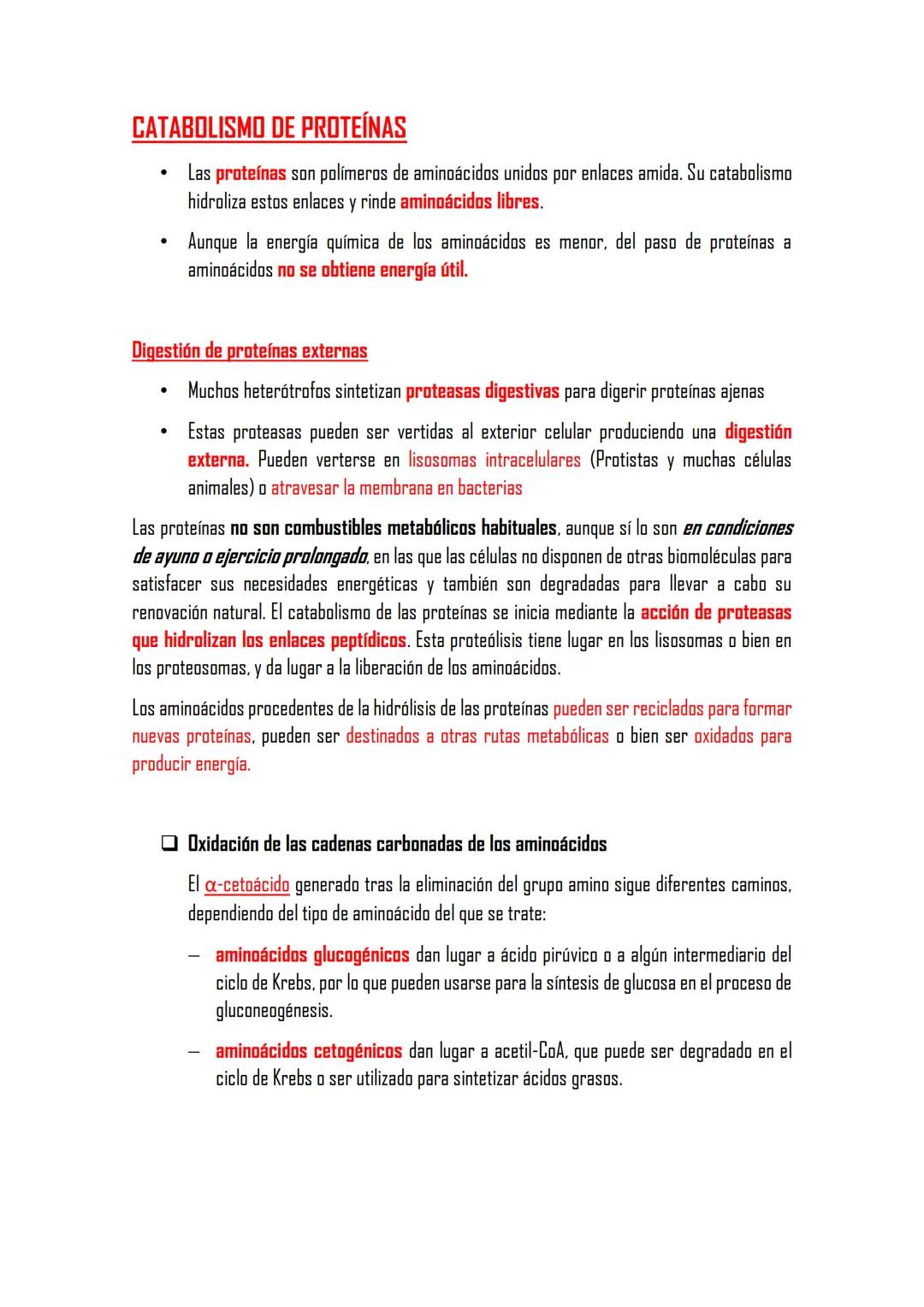 CATABOLISMO DE PROTEÍNAS
Las proteínas son polímeros de aminoácidos unidos por enlaces amida. Su catabolismo
hidroliza estos enlaces y rinde