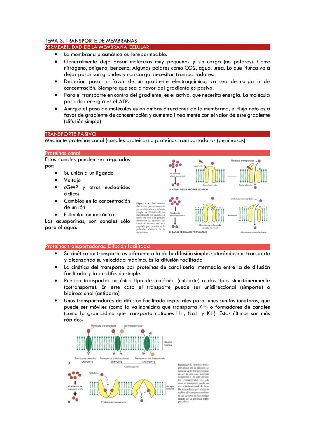 TEMA 3. TRANSPORTE DE MEMBRANAS
PERMEABILIDAD DE LA MEMBRANA CELULAR
●
●
●
●
●
TRANSPORTE PASIVO
Mediante proteínas canal (canales proteícos