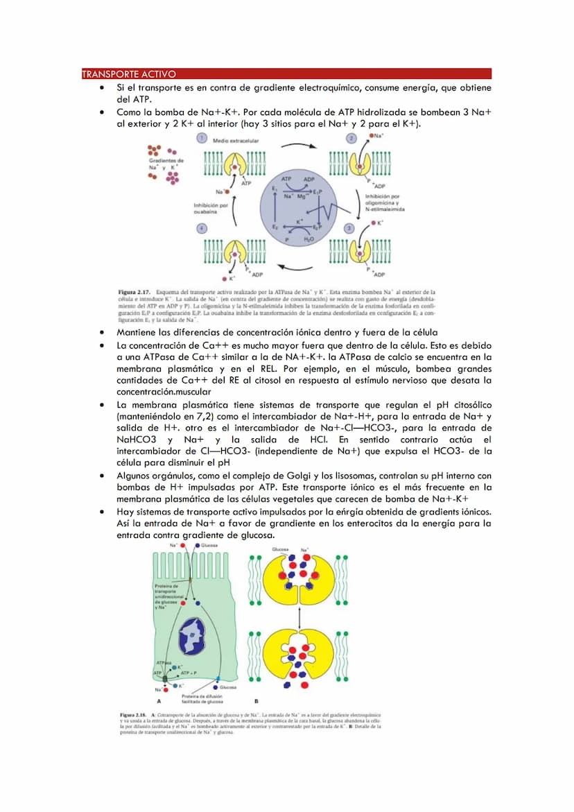 TEMA 3. TRANSPORTE DE MEMBRANAS
PERMEABILIDAD DE LA MEMBRANA CELULAR
●
●
●
●
●
TRANSPORTE PASIVO
Mediante proteínas canal (canales proteícos