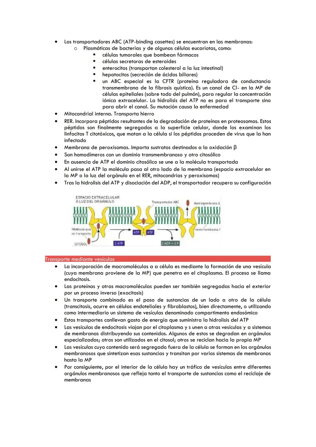 TEMA 3. TRANSPORTE DE MEMBRANAS
PERMEABILIDAD DE LA MEMBRANA CELULAR
●
●
●
●
●
TRANSPORTE PASIVO
Mediante proteínas canal (canales proteícos