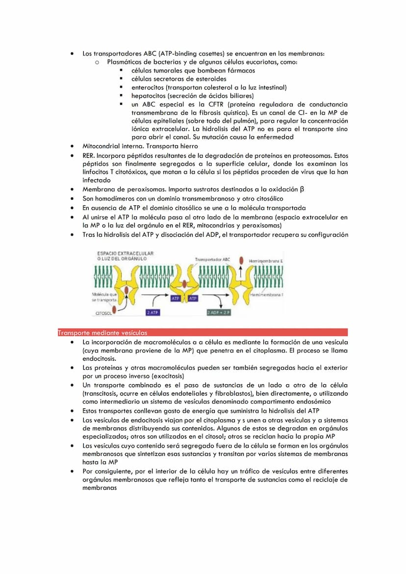 TEMA 3. TRANSPORTE DE MEMBRANAS
PERMEABILIDAD DE LA MEMBRANA CELULAR
●
●
●
●
●
TRANSPORTE PASIVO
Mediante proteínas canal (canales proteícos