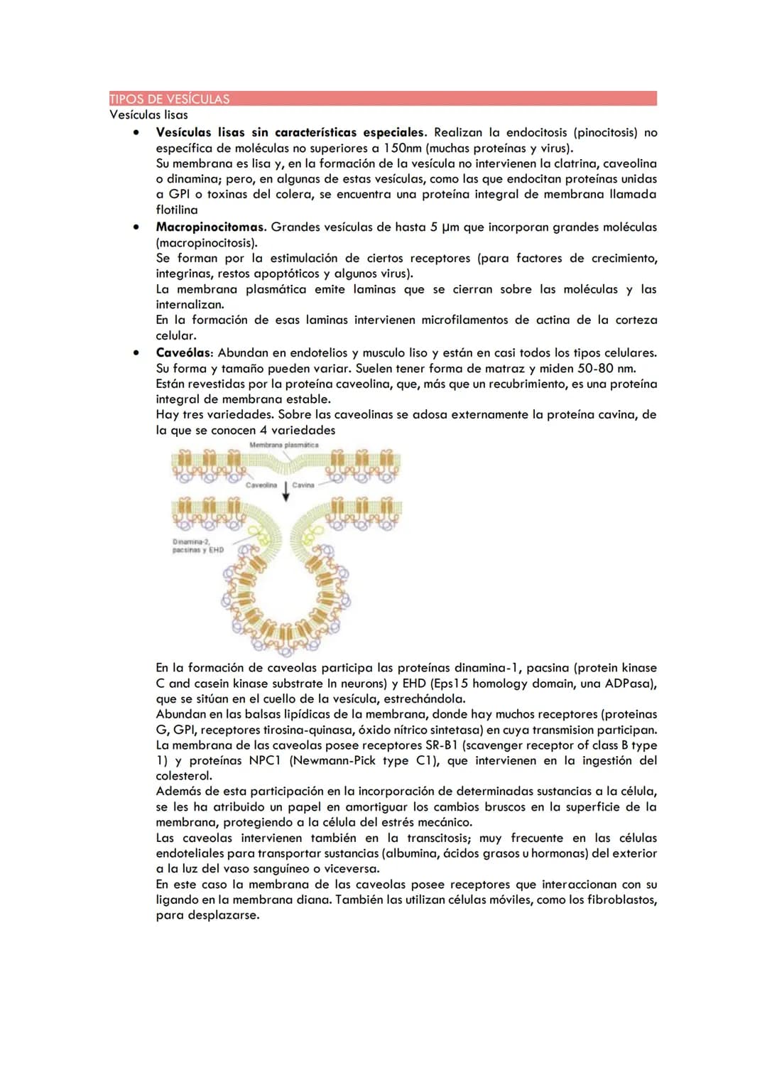 TEMA 3. TRANSPORTE DE MEMBRANAS
PERMEABILIDAD DE LA MEMBRANA CELULAR
●
●
●
●
●
TRANSPORTE PASIVO
Mediante proteínas canal (canales proteícos