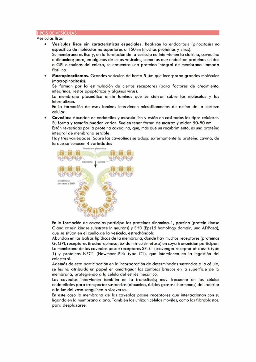 TEMA 3. TRANSPORTE DE MEMBRANAS
PERMEABILIDAD DE LA MEMBRANA CELULAR
●
●
●
●
●
TRANSPORTE PASIVO
Mediante proteínas canal (canales proteícos