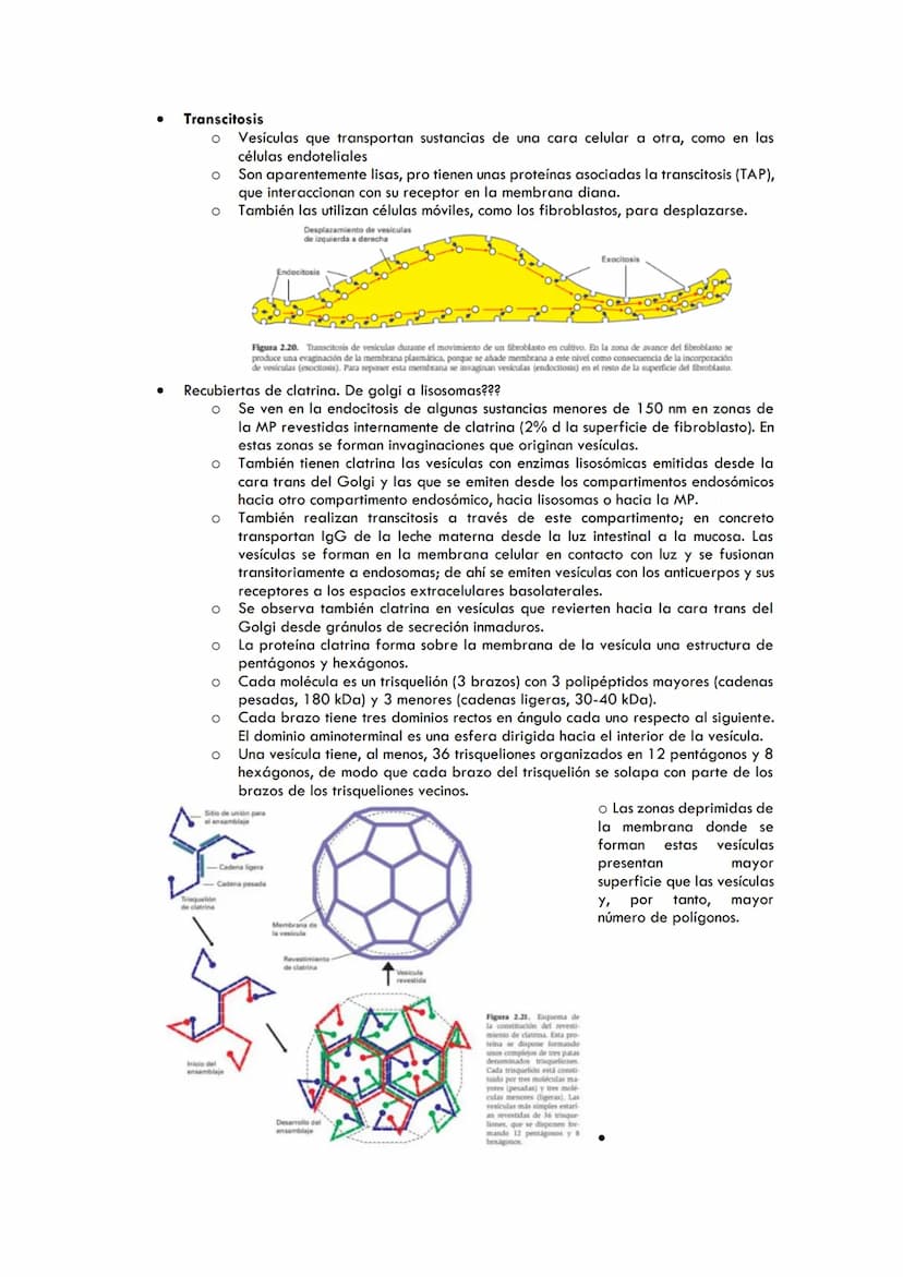 TEMA 3. TRANSPORTE DE MEMBRANAS
PERMEABILIDAD DE LA MEMBRANA CELULAR
●
●
●
●
●
TRANSPORTE PASIVO
Mediante proteínas canal (canales proteícos