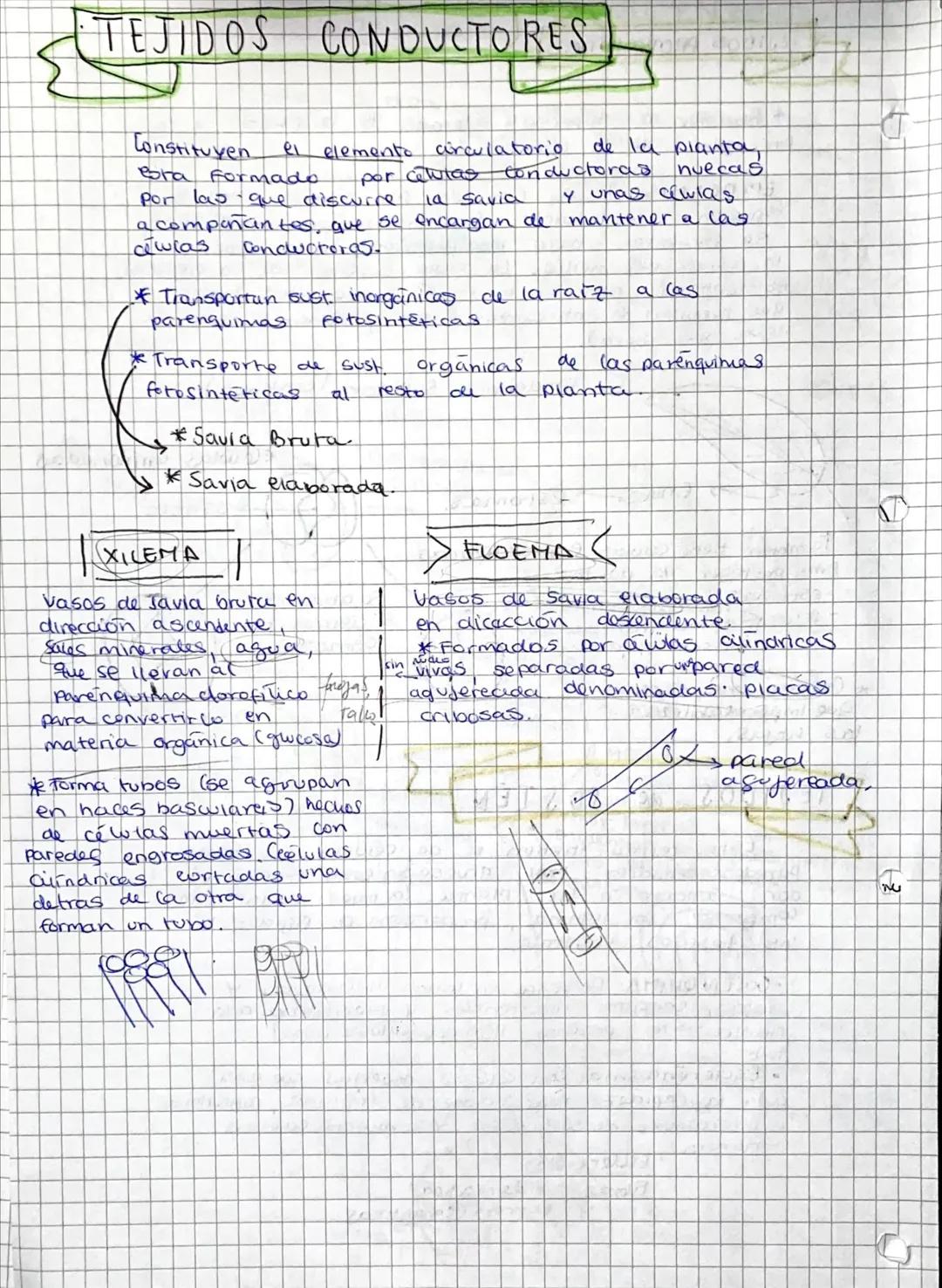 # TEJIDOS

Conjunto de celulas que cumplen una funcion y
trabajan coordinadamente.

Organización de Células:

Talo $\rightarrow$ Organismos 