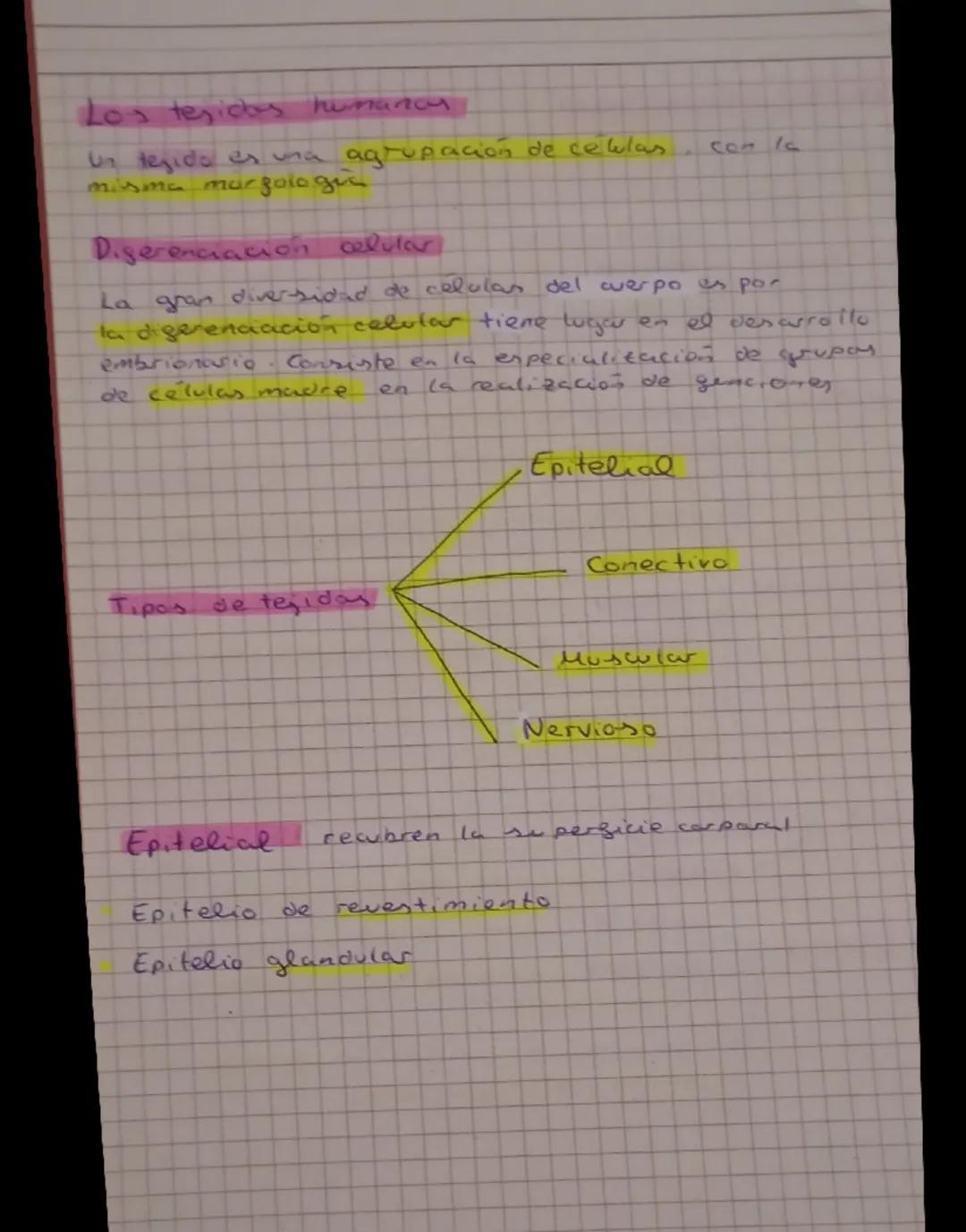 # EL SER HUMANO

Compuesto por biomoleculas.

Constituido por células occatistas.

- Nutriaon heterotroga

Realiza las 3 sunciones vitalex.
