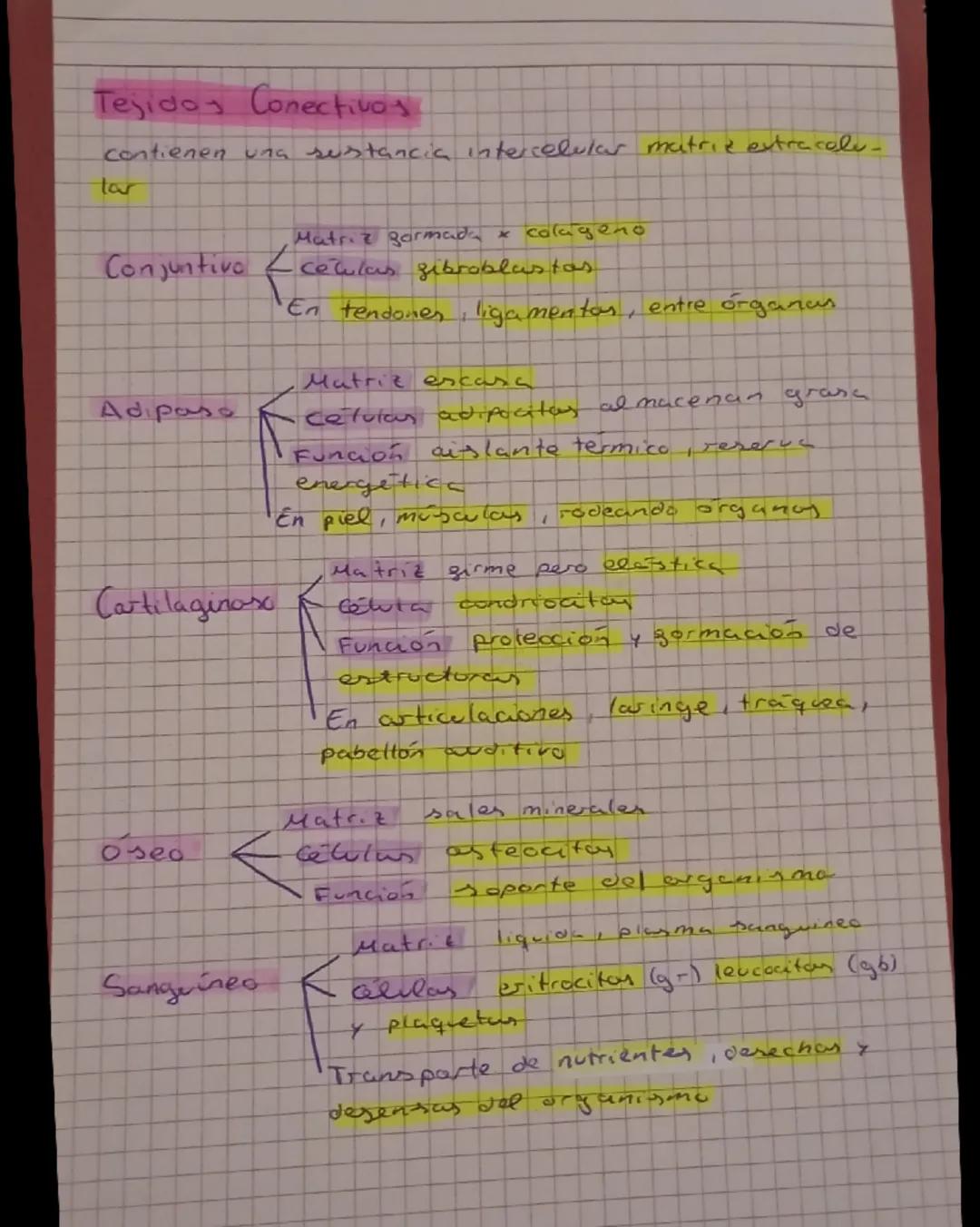 # EL SER HUMANO

Compuesto por biomoleculas.

Constituido por células occatistas.

- Nutriaon heterotroga

Realiza las 3 sunciones vitalex.
