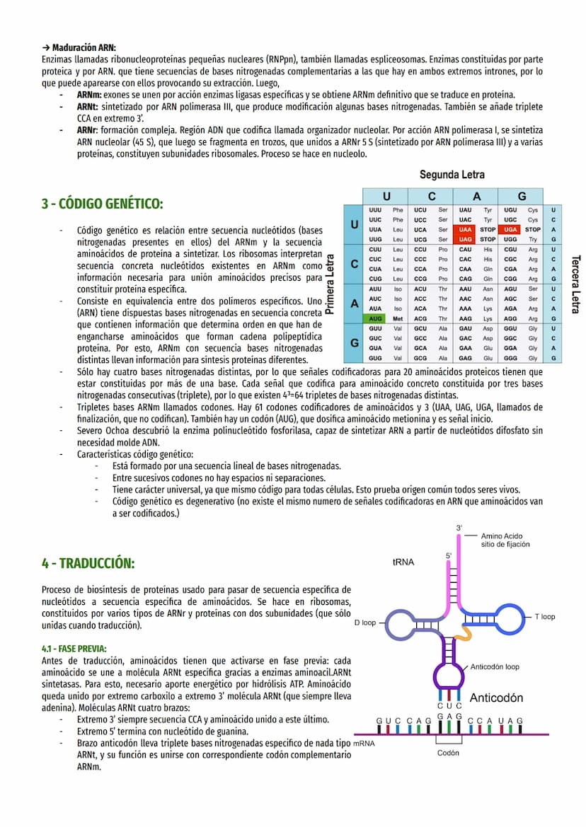 TEMA 17 - EXPRESIÓN MENSAJE ADN:
1- EL DOGMA CENTRAL DE LA BIOLOGÍA MOLECULAR:
Información genética célula es causa de síntesis proteínas es