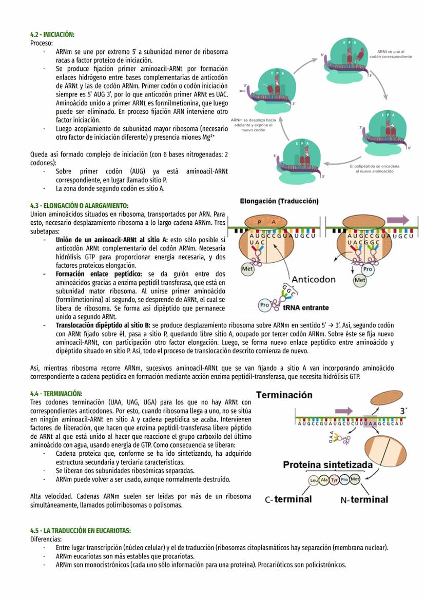 TEMA 17 - EXPRESIÓN MENSAJE ADN:
1- EL DOGMA CENTRAL DE LA BIOLOGÍA MOLECULAR:
Información genética célula es causa de síntesis proteínas es