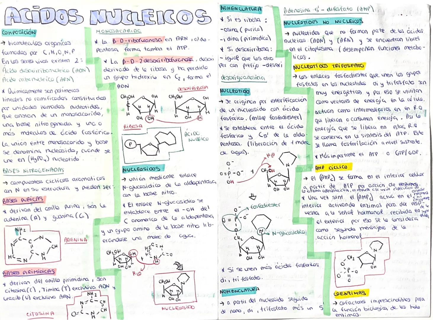 NOHEN CLATURA
ACIDOS NUCLEICOS
COMPOSICIÓN
MONOGACARIDO
* La B-D-ribofuranosa en ARN, aldo-
Pentosa forma tambn el ATP.
-osina (purica)
-din