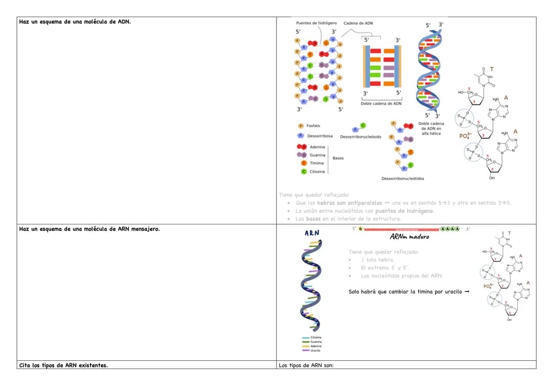 Ácidos nucleicos: ADN y ARN (actividades/flashcards)