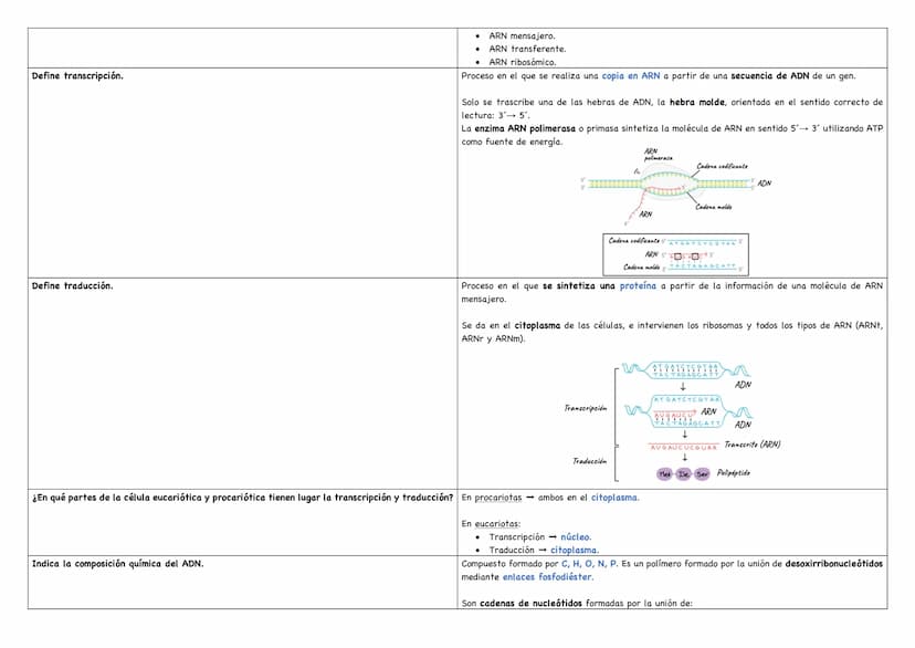 Haz un esquema de una molécula de ADN.
Haz un esquema de una molécula de ARN mensajero.
Cita los tipos de ARN existentes.
Puentes de hidróge