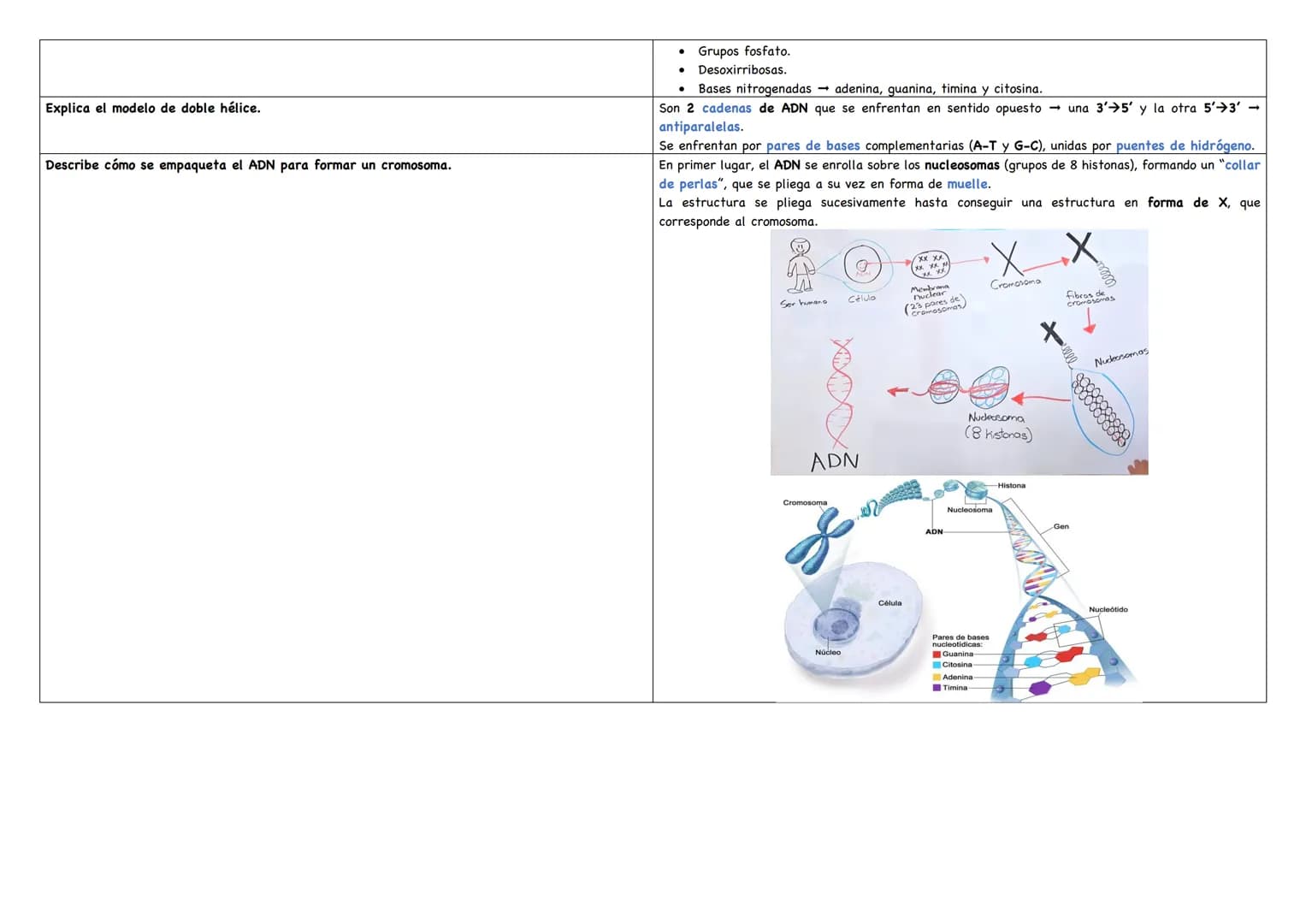 Haz un esquema de una molécula de ADN.
Haz un esquema de una molécula de ARN mensajero.
Cita los tipos de ARN existentes.
Puentes de hidróge
