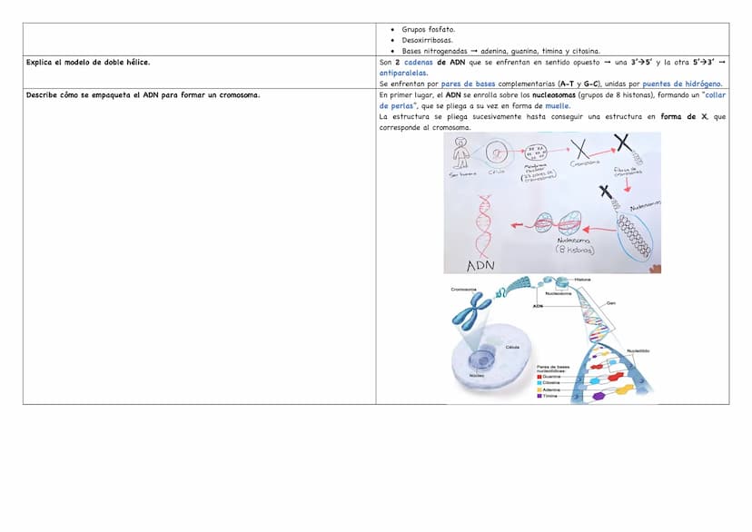 Haz un esquema de una molécula de ADN.
Haz un esquema de una molécula de ARN mensajero.
Cita los tipos de ARN existentes.
Puentes de hidróge