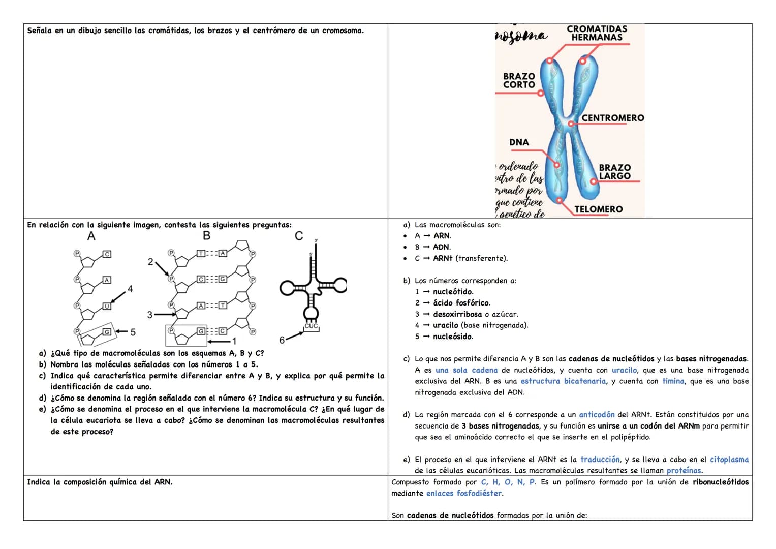 Haz un esquema de una molécula de ADN.
Haz un esquema de una molécula de ARN mensajero.
Cita los tipos de ARN existentes.
Puentes de hidróge