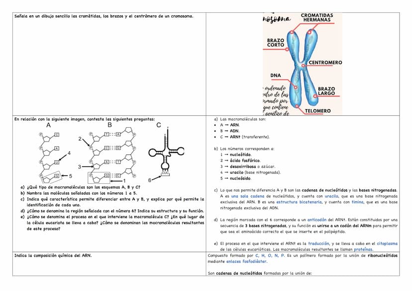 Haz un esquema de una molécula de ADN.
Haz un esquema de una molécula de ARN mensajero.
Cita los tipos de ARN existentes.
Puentes de hidróge