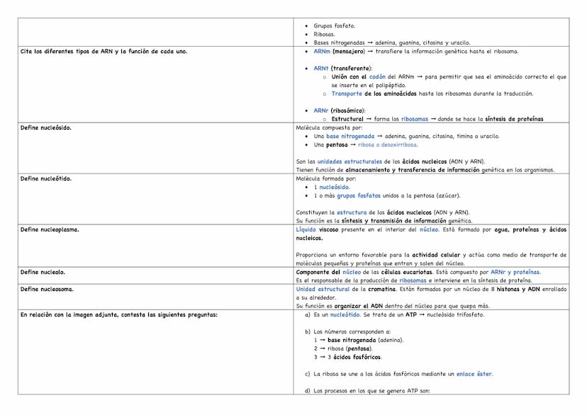 Haz un esquema de una molécula de ADN.
Haz un esquema de una molécula de ARN mensajero.
Cita los tipos de ARN existentes.
Puentes de hidróge