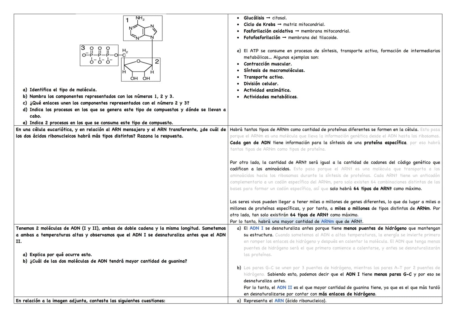 Haz un esquema de una molécula de ADN.
Haz un esquema de una molécula de ARN mensajero.
Cita los tipos de ARN existentes.
Puentes de hidróge