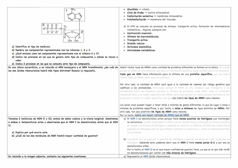 Haz un esquema de una molécula de ADN.
Haz un esquema de una molécula de ARN mensajero.
Cita los tipos de ARN existentes.
Puentes de hidróge