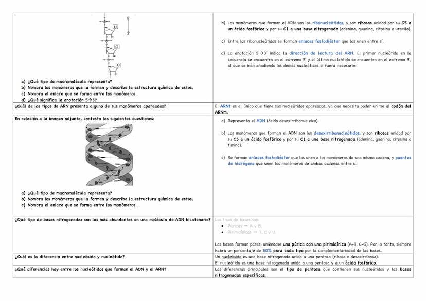 Haz un esquema de una molécula de ADN.
Haz un esquema de una molécula de ARN mensajero.
Cita los tipos de ARN existentes.
Puentes de hidróge