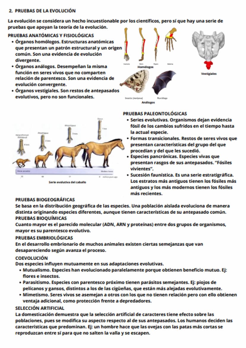 tema 6 - evolución y clasificación de los seres vivos
1. LOS GRANDES CAMBIOS EN LOS SERES VIVOS
En algunas épocas, una serie de sucesos han 