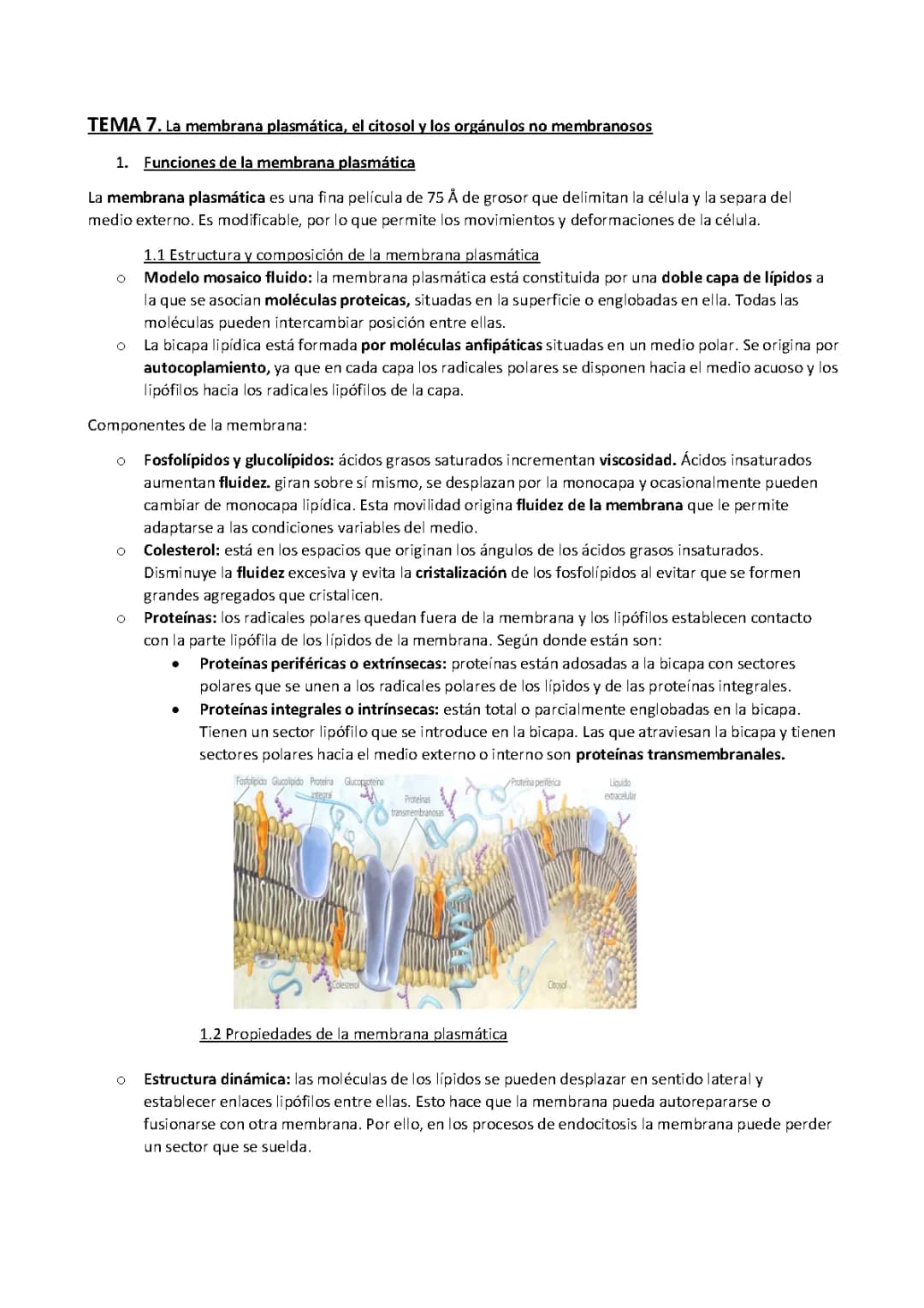 La membrana plasmática