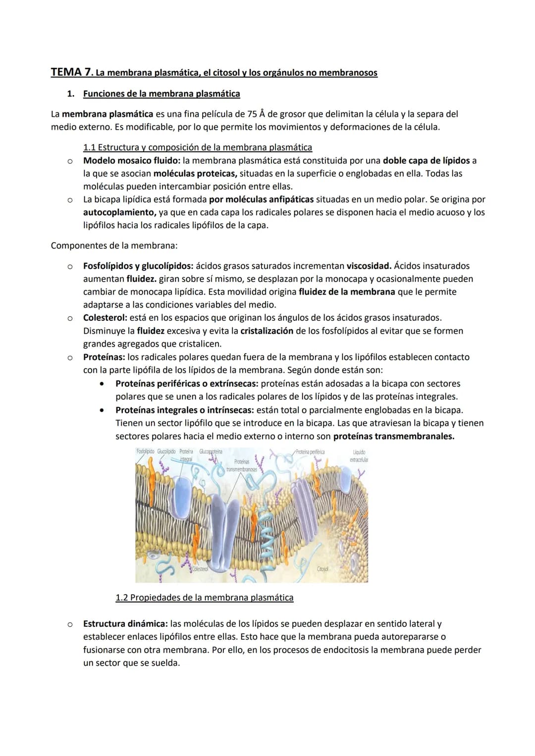 TEMA 7. La membrana plasmática, el citosol y los orgánulos no membranosos
1. Funciones de la membrana plasmática
La membrana plasmática es u