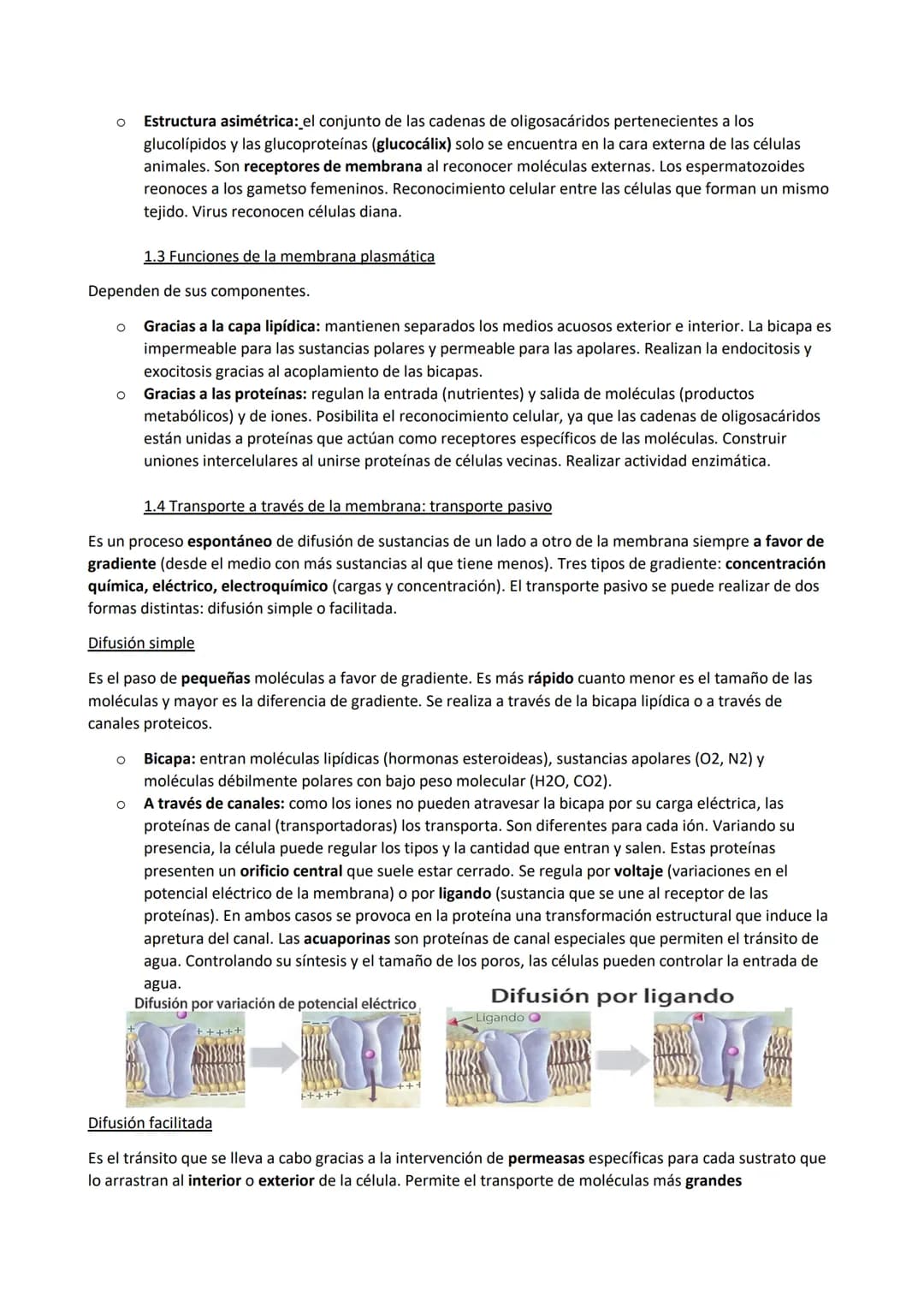 TEMA 7. La membrana plasmática, el citosol y los orgánulos no membranosos
1. Funciones de la membrana plasmática
La membrana plasmática es u