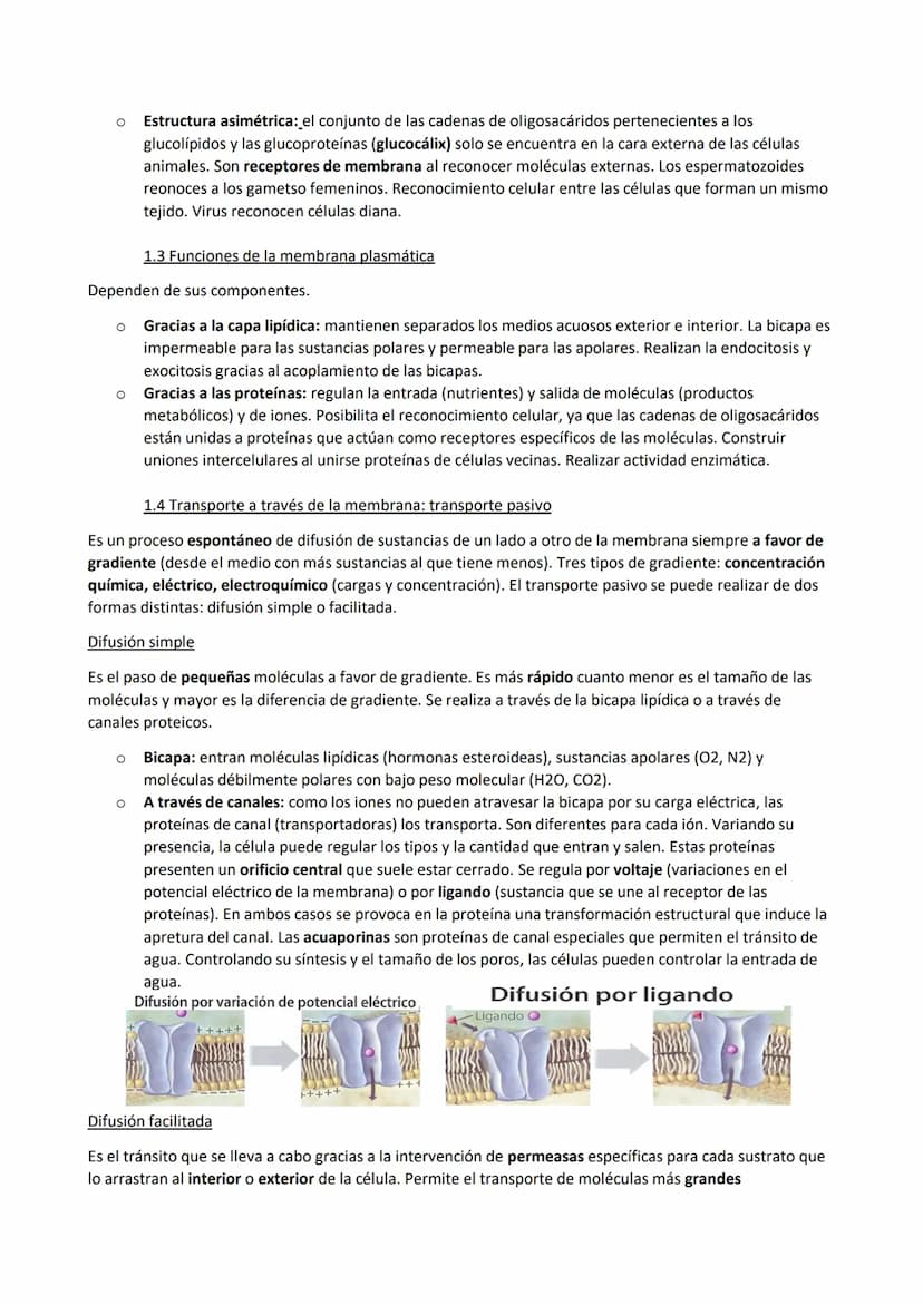 TEMA 7. La membrana plasmática, el citosol y los orgánulos no membranosos
1. Funciones de la membrana plasmática
La membrana plasmática es u
