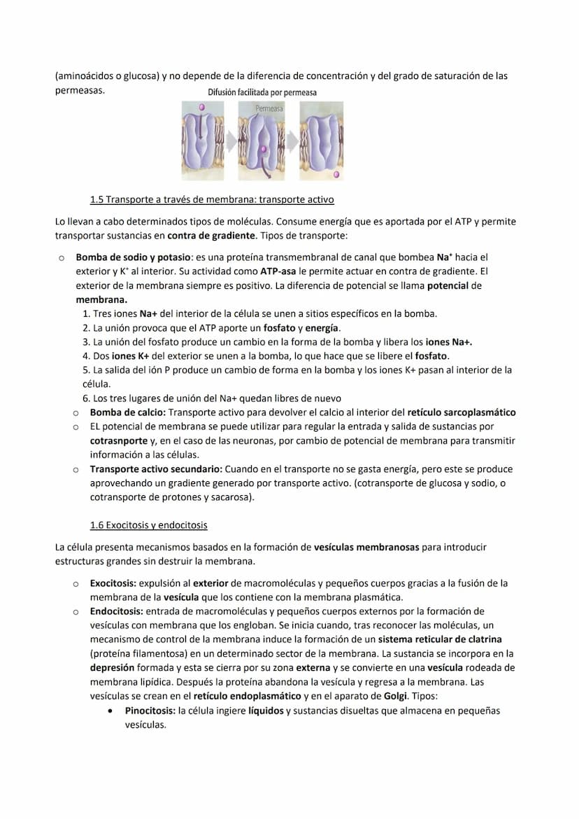TEMA 7. La membrana plasmática, el citosol y los orgánulos no membranosos
1. Funciones de la membrana plasmática
La membrana plasmática es u