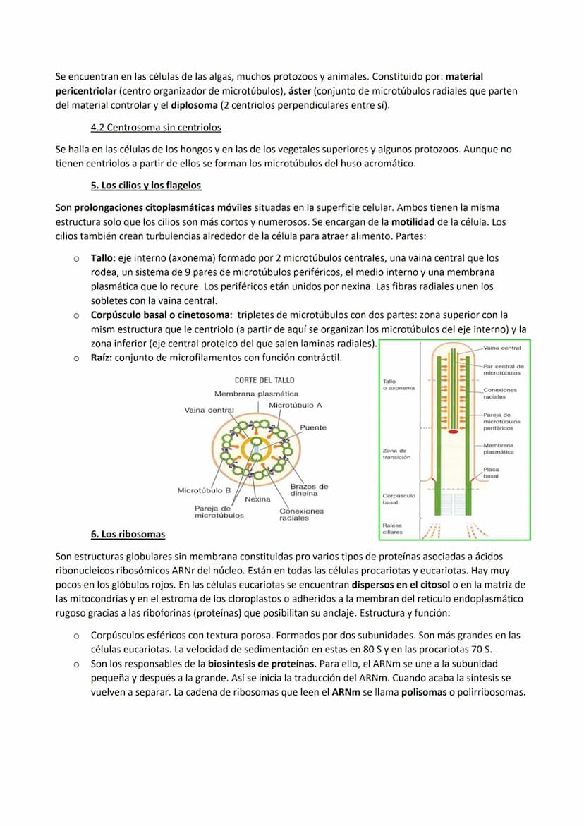 TEMA 7. La membrana plasmática, el citosol y los orgánulos no membranosos
1. Funciones de la membrana plasmática
La membrana plasmática es u